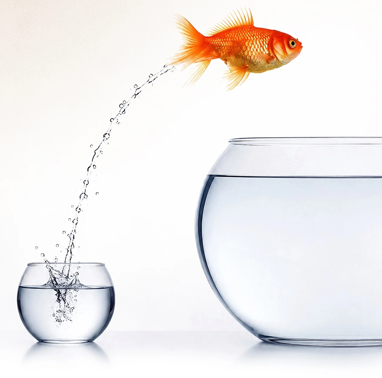Goldfish leaping to a bigger bowl